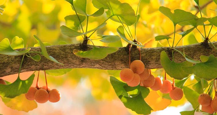 GINKGO BILOBA